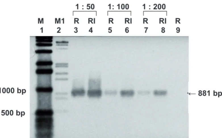 Figure 1 illustrates the increased expression of QsPDI  gene in roots of Q. suber infected with P