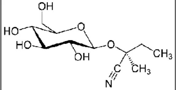 Figura 4 – Estrutura química da linamarina. 