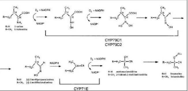 Figura 6 – Biossíntese dos glicosídeos cianogênicos linamarina e lotaustralina na mandioca, a partir  de L-valina e L-isoleucina