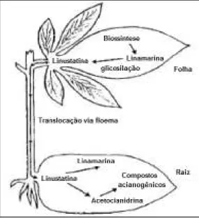 Figura 7 – Translocação de linamarina produzida nas folhas para a raiz de mandioca. 