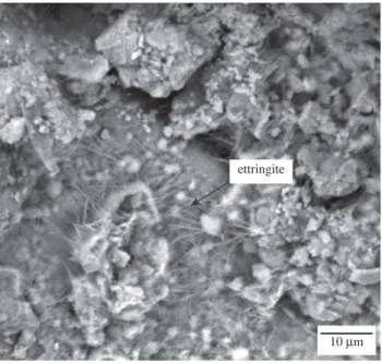 Figure 26. Micrograph of the mortar containing 20% of residue with grain size under 0.15 mm, depicting the ettringite crystals.