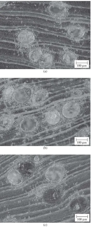 Figure 2. Microscopic structure of Eucalyptus grandis observed by optic microscope (100 ×): a) without impregnation; b)  impreg-nated with styrene monomer; c) impregimpreg-nated with methyl  meth-acrylate monomer.