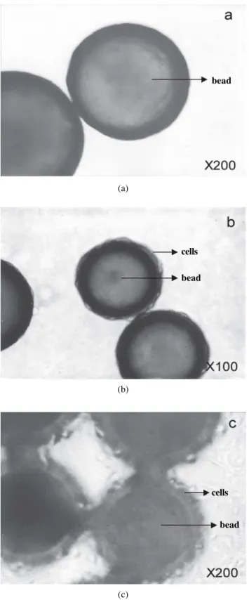 Figure 3. HPMA copolymer beads control (a, 200 ×) and their interaction with the COS-7 cells (b) seeded in regular medium and incubated at 37 °C for 72 h (200 ×)