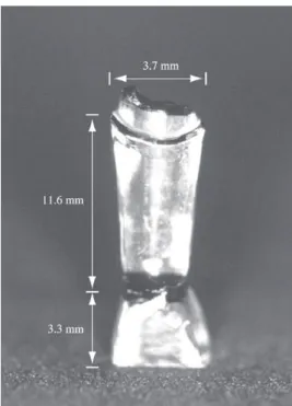 Figure 1. Lateral view of the analogous.