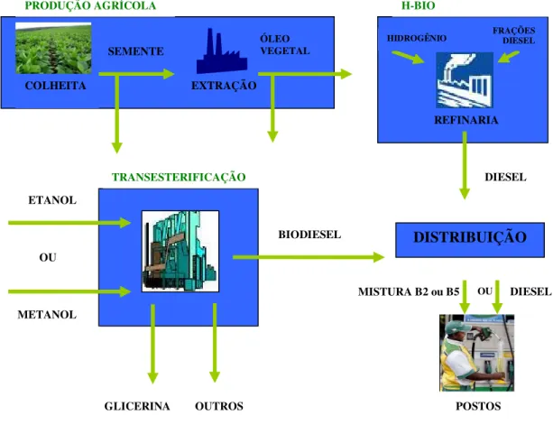 Figura 1.5 – Rota de Produção H – Bio e Biodiesel   Fonte: Biodieselbr. 2006.  