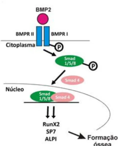 Figura 3: Transdução do sinal de BMP’s osteogênicas(incluindo BMP-2). BMP’s se ligam ao receptor do tipo I,  que é constitutivamente ativo, e ao do tipo II, que é dependente de ligação e ativado por serina/treonina quinases  .O receptor II fosforila o rece