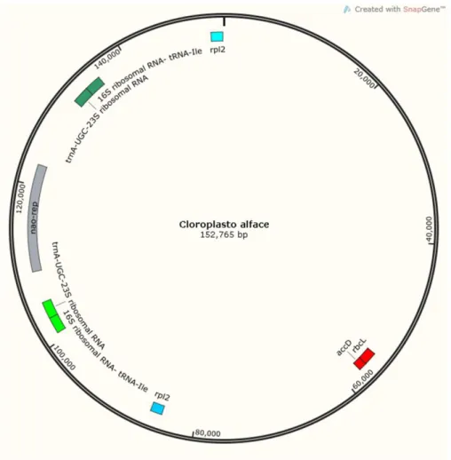Figura  4:  Representação  esquemática  do  genoma  de  cloroplasto  de  Lactuca  sativa