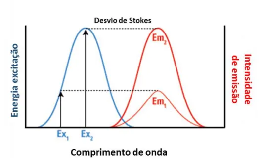 Figura  2:  Espectros  de  excitação  e  emissão  de  um  fluoróforo,  desvio  de  Stokes  e  correlação  entre  a  o  comprimento de onda de excitação e a intensidade de emissão