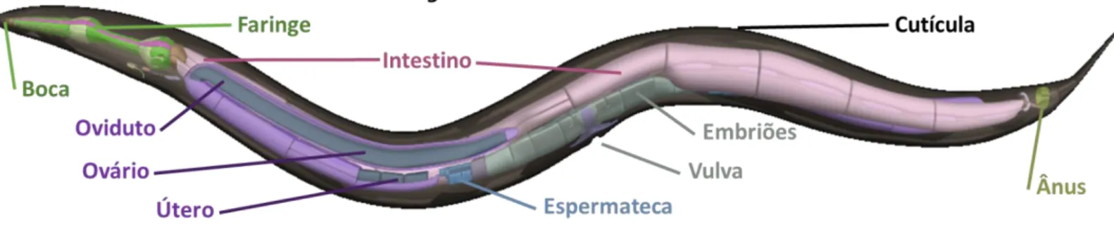 Figura 4: Anatomia do C. elegans (“OpenWorm”, [s.d.]) Adaptado. 