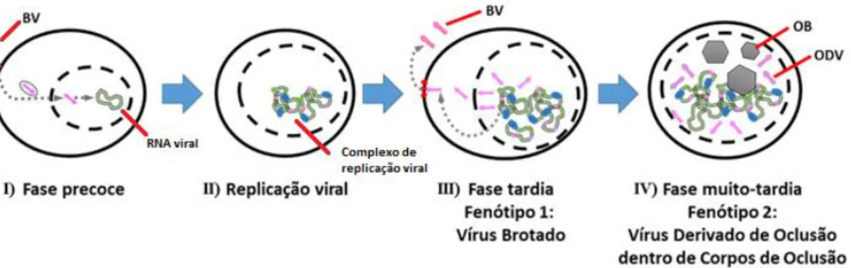 Figura  5:  Descrição  do  progresso  e  os  eventos  principais  da  infecção  celular  por  baculovírus