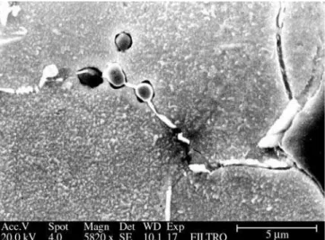 Figure 3. Scanning electron micrograph of filter (prepared with powder in  the size range 74-44  M m and compacted at 400 MPa) after 180 hours of  im-mersion in naturally aerated 0.5M H 2 SO 4  solution.