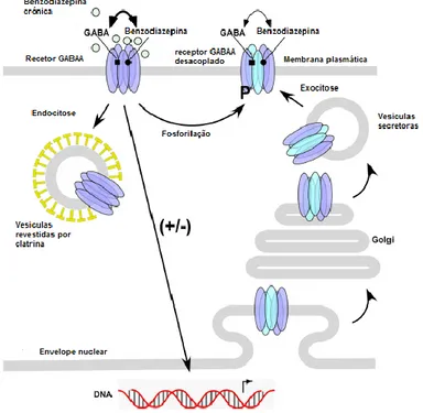 Figura 6. Efeito da administração crónica de benzodiazepinas nos recetores GABA A. 
