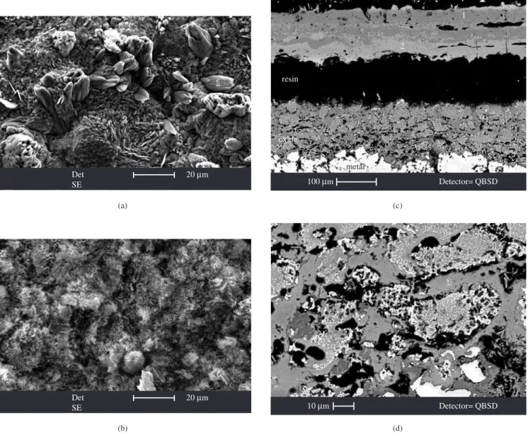 Figure 4. AISI 304L oxidized for 20 hours at 900 °C. a) surface; b) cross-section.