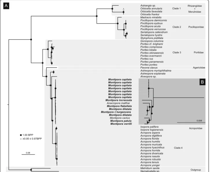 Fig. 1 a Majority-rule consensus tree of a composition-heterogeneous Bayesian analysis of the concatenated dataset of the 13 protein-coding genes of the mitochondrial genome of 55 scleractinian corals (49 species plus five morphotypes and pooled samples wi