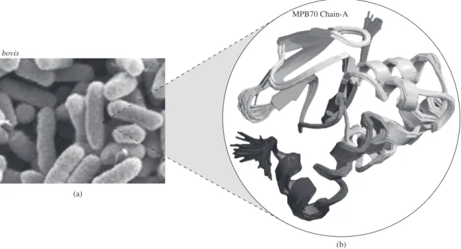 Figure 1. Mycobacterium tuberculosis; Solution Structure of the Antigenic Tb Protein MPT70/MPB70; Authors: M