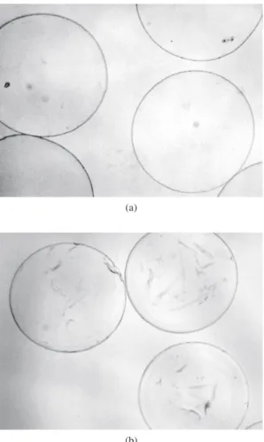 Figure 4. Comparative evaluation, under phase contrast microscopy, of empty  microcapsules produced with Biodritin ®  in 20 mM CaCl 2  or 20 mM BaCl 2 