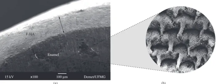 Figure 4. a) SEM image showing the thickness of the F-HA layer on the tooth bucal surface (arrow); and b) Insert detail: Adapted from 7 .
