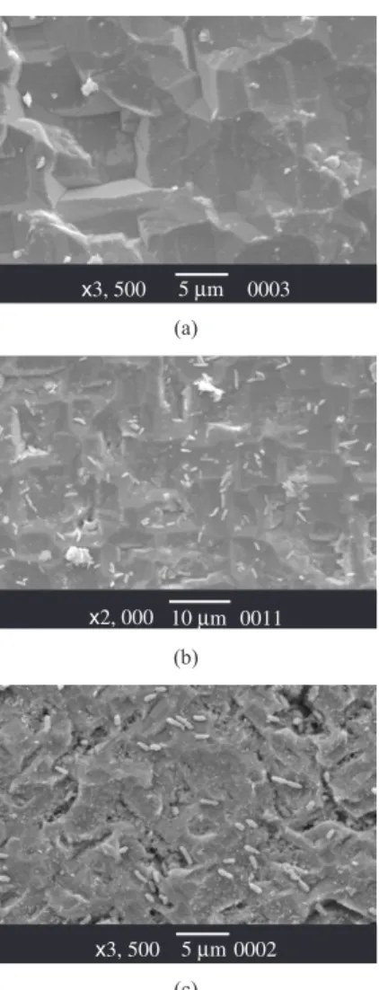 Figure  9. SEM  microphotographs  of  Si  after  different  exposure  periods: 
