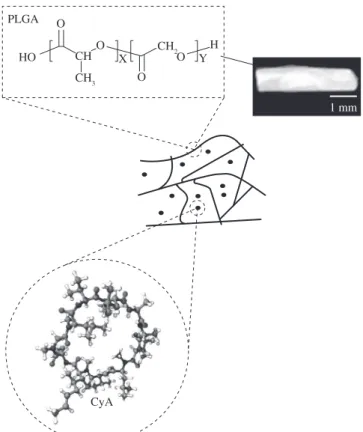 Figure  3  shows  the  XRD  results  of  lyophilized  mixture  and  lyophilized  samples  of  CyA  and  PLA  75:25.The  peaks  between  7°  and  4°  (2è)  correspond  to  the  CyA  semi-crystalline  state  ( Figure  3a) 8   and  no  peak  has  been  observ