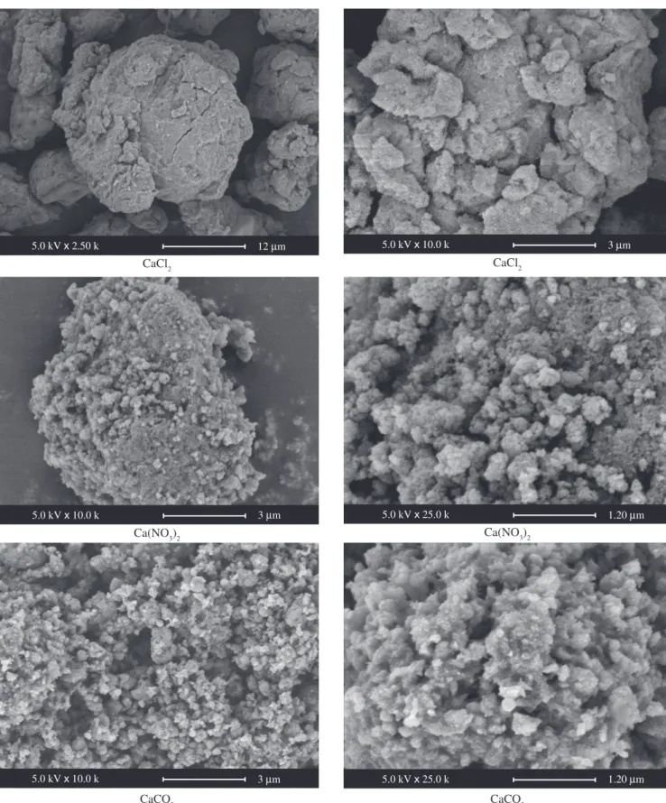 Figure 5. Scanning electron microscopy of as-dried powder.