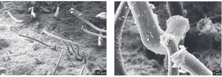 Figure 9. SEM of fracture surface of composites after 100 soak/dry cycles: a) and b) sisal organosolv pulp + PP fibres.