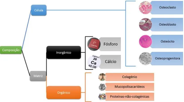 Figura 3 - Composição do tecido ósseo (Adaptado de Vasconcelos, 2001). 