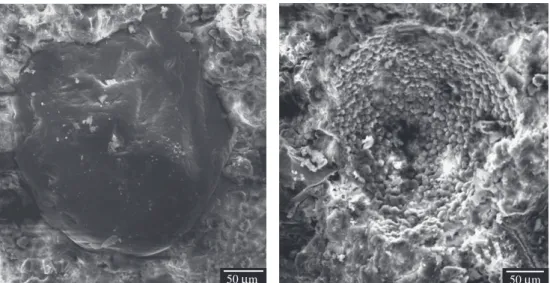 Figure 9. SEM micrographs: a) sand grain dispersed in magnesium phosphate mortar matrix; and b) MgO grains agglomerated in a region near a sand grain.