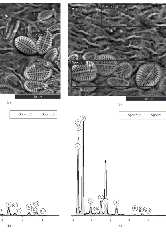 Figure 5. a) Scanning electron microscopy (SEM) micrographs of Sargassum  filipendula treated pH 5.0; and b) energy dispersive X-ray spectroscopy (EDX)  in the regions of spectra 2 and 3 of the SEM.