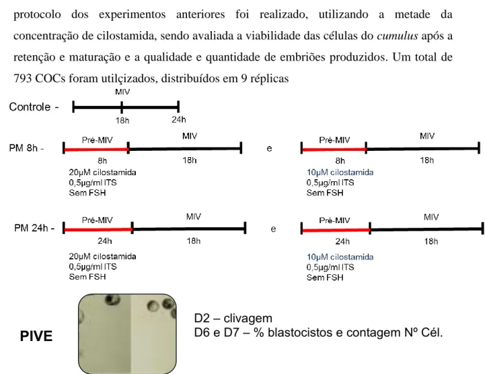 Figura 12 - Esquema representativo do delineamento da 2º etapa do experimento 2. 