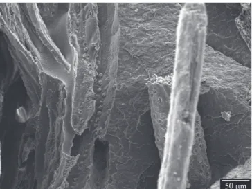 Figure  4. Detail  of  fiber  vestiges  in  polypropylene/açaí  fibers  composite  (PPA) under impact.