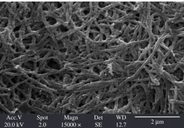 Figure 2. Surface SEM micrograph of the nanostructured PANINT´s based  PGLD and  CHD glucose biosensor prepared in this work