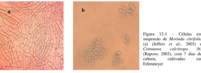 Figura  12-1  –  Células  em  suspensão  de  Morinda  citrifolia  (a)  (Jeffers  et  al.,  2003)  e  Centaurea  calcitrapa  (b)  (Raposo,  2003),  com  7  dias  de  cultura,  cultivadas  em  Erlenmeyer