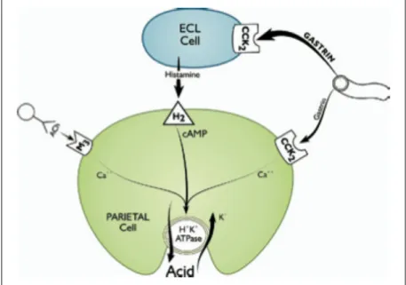 Figura 1-  Representação das três vias que são responsáveis pela  estimulação da produção de HCl no estômago