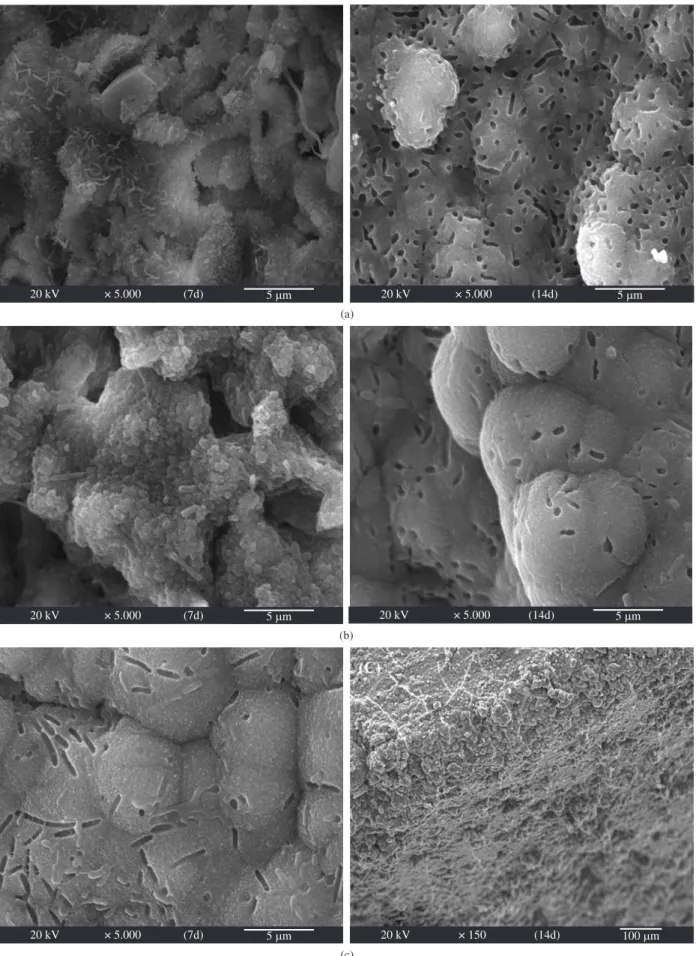 Figure 6. SEM micrographs of surface of a) α-TCP; b) 5SiD 2 ; and c) 10SiD 2  after soaking in SBF for 7 and 14d.