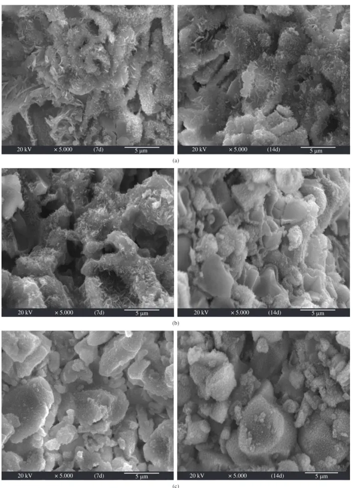 Figure 7. SEM micrographs of fracture surface of a) α-TCP; b) 5SiD 2 ; and c) 10SiD 2  after soaking in SBF for 7 and 14d.
