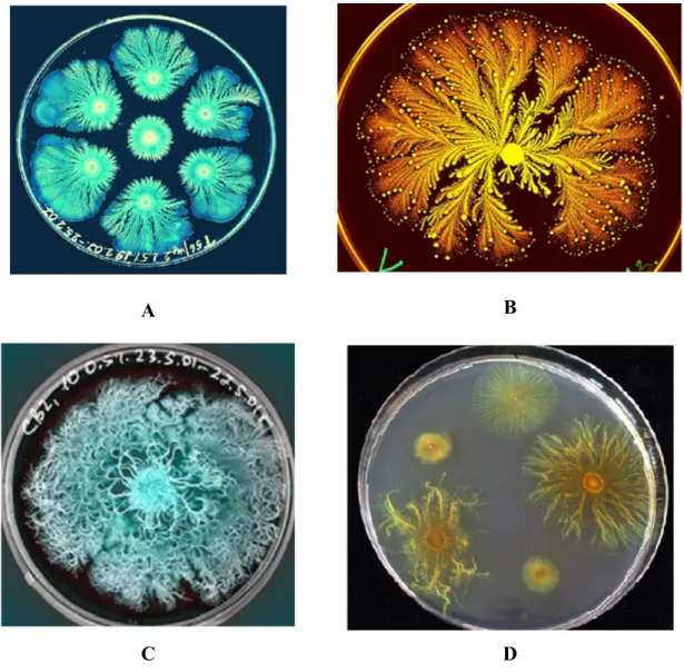 Figura 4. Imagens de culturas monoespécie bacterianas. É possível observar o elevado nível de 