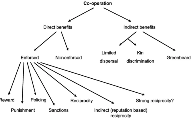 Figura  7.  Esquema  representativo  da  cooperação.  Benefícios  reprodutivos  diretos  explicam  a  cooperação mutuamente benéfica, ao passo que os benefícios reprodutivos indiretos explicam a  cooperação  altruísta