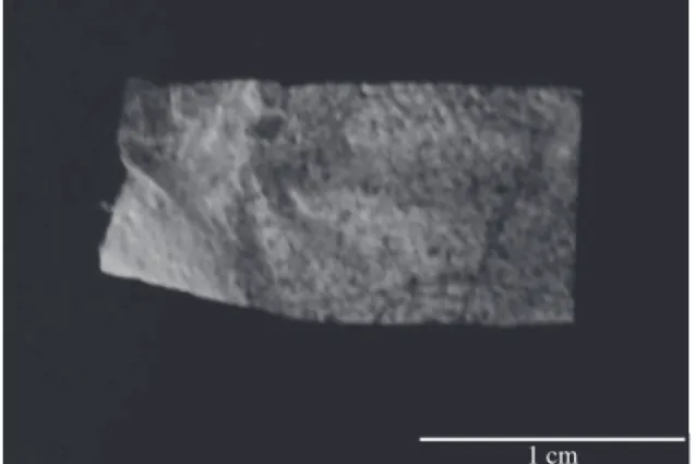 Figure 1. Fragment of the chitosan membrane obtained by  electrospinning. Notice the rough surface and the low thickness.