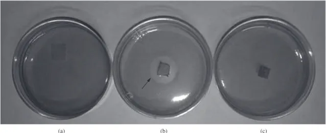Figure 4. Digital photograph of the Petri dishes containing the cell line HEp-2 (human larynx  carcinoma) and the sample of the  nanostructured chitosan membrane (a), positive control using latex (b) and negative control using filter paper (c)