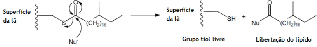 Figura 1.2- Clivagem nucleofílica do 18-MEA da superfície da fibra de lã (adaptado de [13])