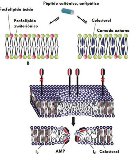 Figura  1.11  –  Compreensão  do  comportamento  dos  AMPs  nas  membranas  celulares