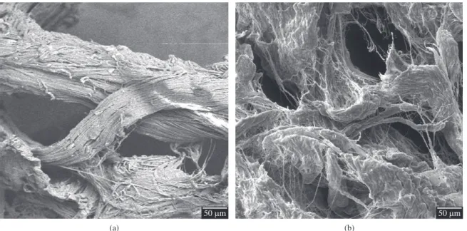 Figure 1. SEM micrographs of leather shaving, in two distinct regions.