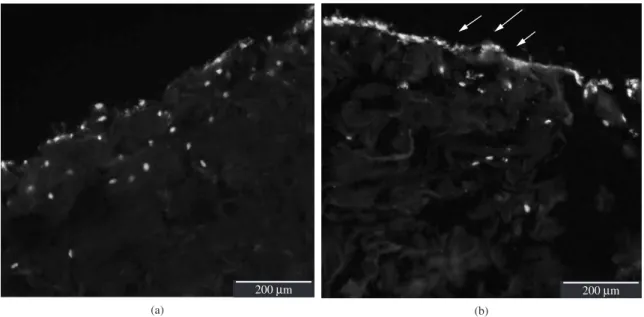 Figure 7. DAPI staining of STRO-1A cells cultured on crosslinked HA/Col scaffold cross-sections for: a) 24 hours; and b) 14 days