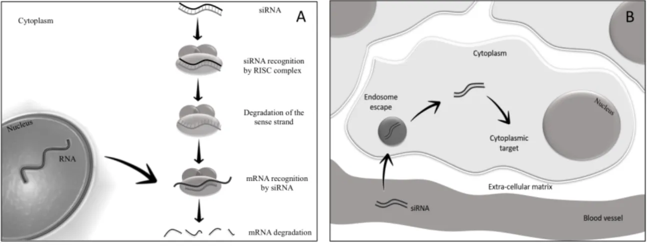 Figure 2. Schematic representation of (A) siRNA cascade towards cytoplasmic RNA-induced  silencing protein complex (RISC) and (B) siRNA metabolism throughout cellular mechanisms.