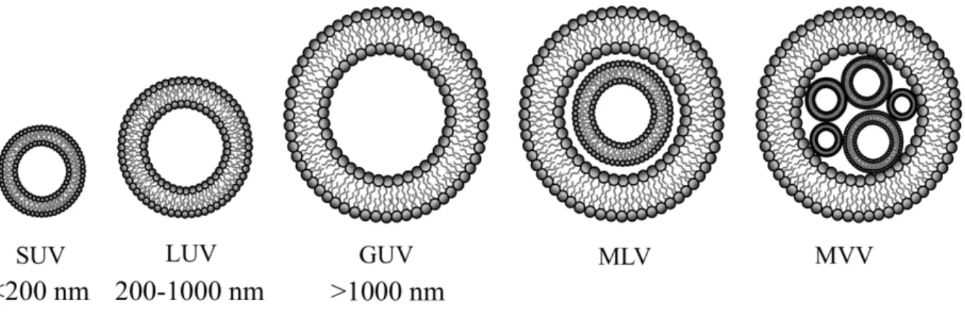 Figure 7. Schematic representation of the main lipid based nanovesicular systems.