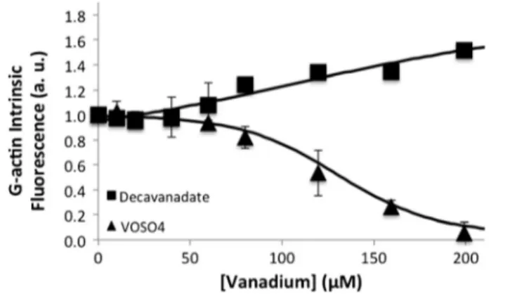 Fig. 6 Determination of G-actin surface hydrophobicity by ANSA binding. After treatment with diﬀerent decavanadate ( m ) and vanadyl (’) concentrations for 20 min, in 2 mM Tris–HCl (pH 7.5), 0.2 mM CaCl 2 , the change in ﬂuorescence intensity associated wi