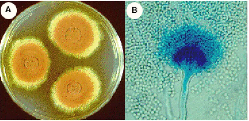 Figura 1. Morfologia de A. terreus. Colônias cultivadas em meio BDA (A) e morfologia de conidióforo  em microscopia como conídios