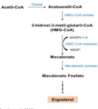 Figura 5. Via de biossíntese de Ergosterol em fungo filamentoso. 