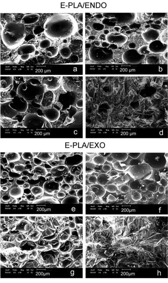 Figure 1. SEM micrograph of an E-PLA/ENDO sample after (a) 0, (b) 30, (c) 60 and (d) 90 days of exposure in the degradation test and  E-PLA/EXO after (e) 0, (f) 30, (g) 60 and (h) 90 days of exposure in the degradation test.