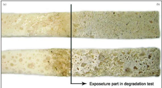 Figure 2 shows the visual features of the expanded test  specimens after 90 days of exposure to simulated soil, where  the arrow indicates the portion buried in the soil.